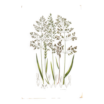 Gravure ancienne de 1889 - Herbes de forêts par A. Pratt. Planche botanique