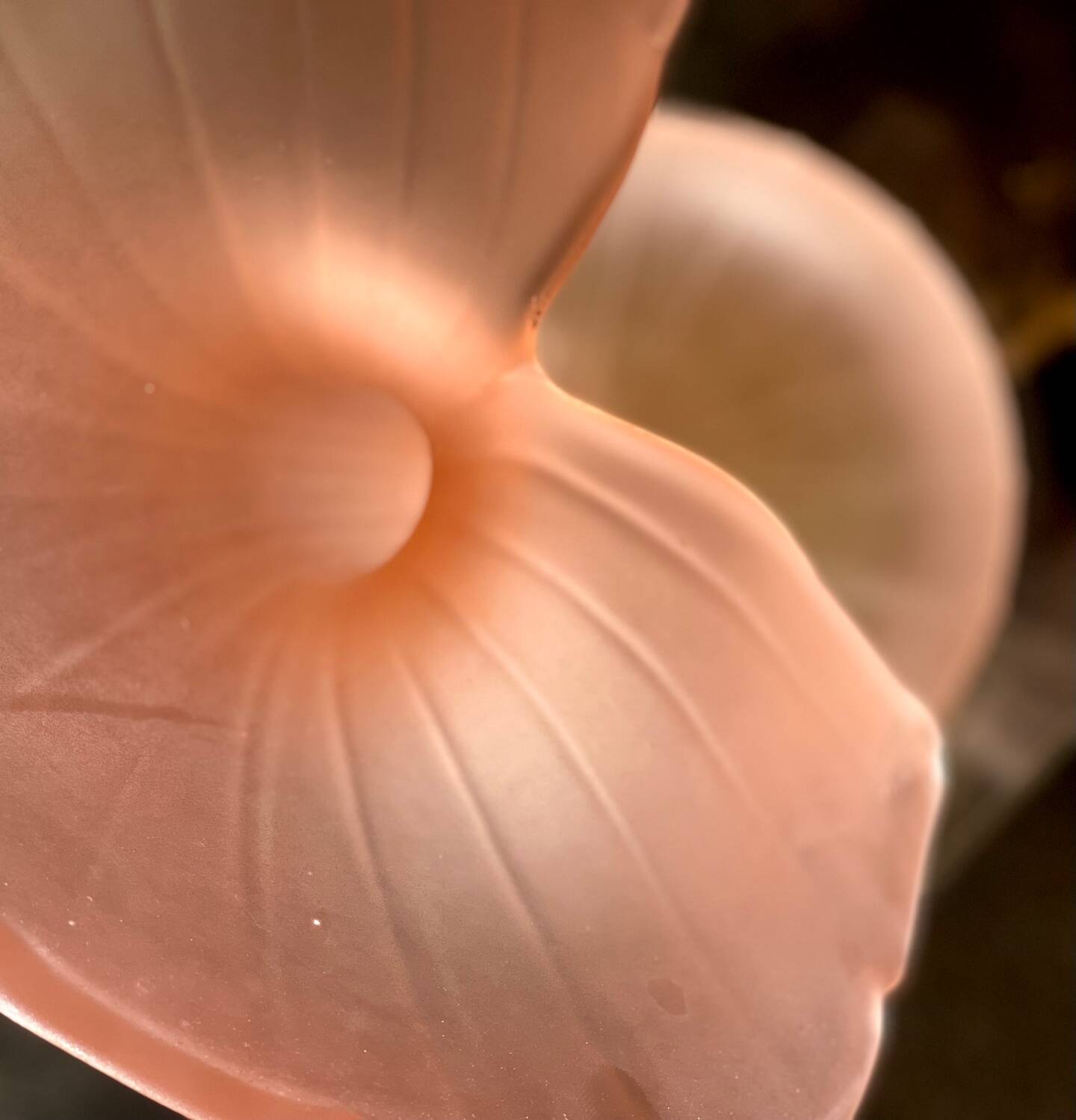 Leonardo vase in pink frosted glass
