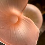Leonardo vase in pink frosted glass