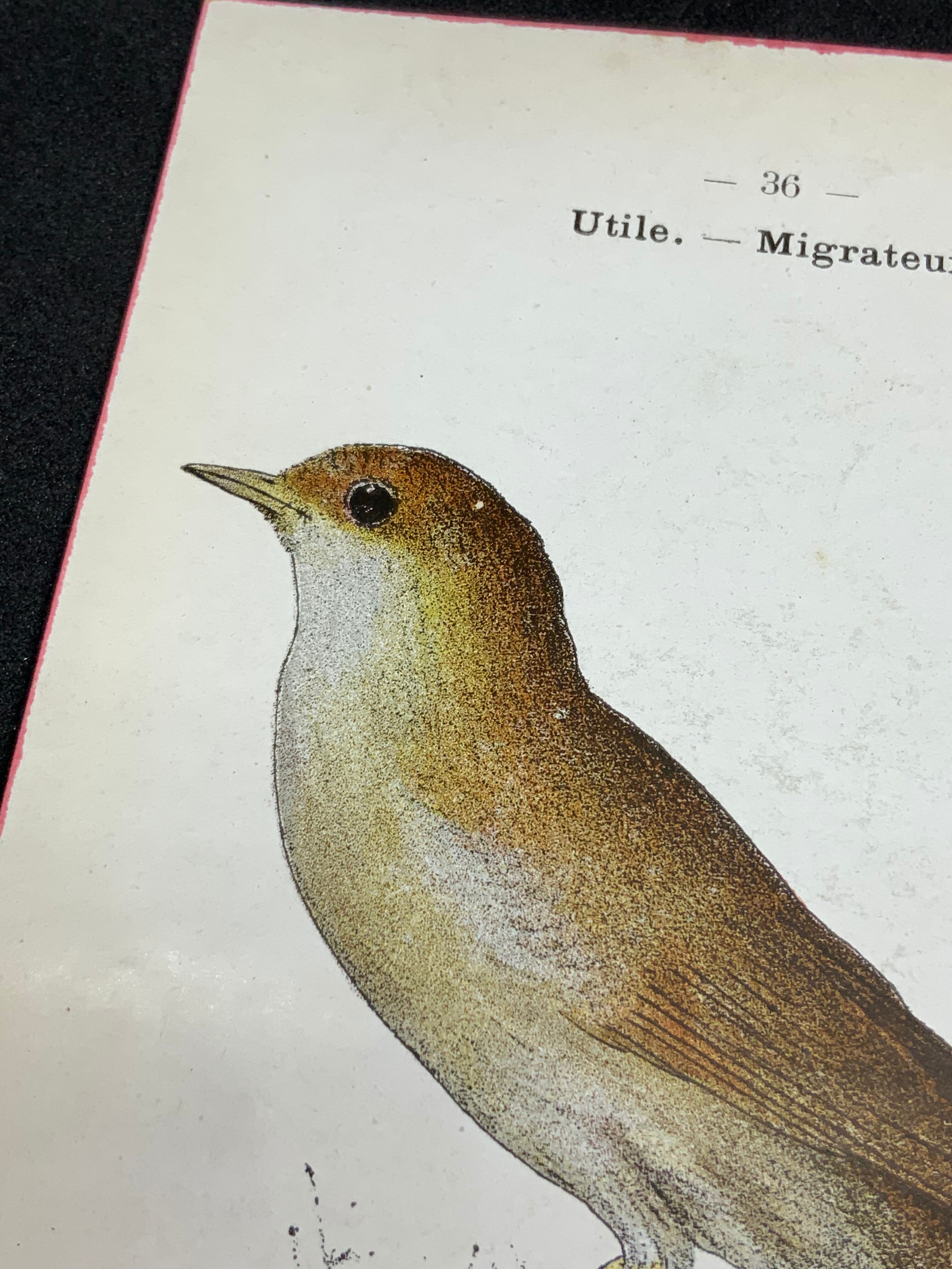 Planche naturaliste ancienne oiseaux gravure double face ouvrage 1908 G. Denise