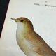Planche naturaliste ancienne oiseaux gravure double face ouvrage 1908 G. Denise