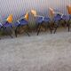 Set of 6 Vepa Alpine stackable armchairs/ conference chairs, Memphis Style