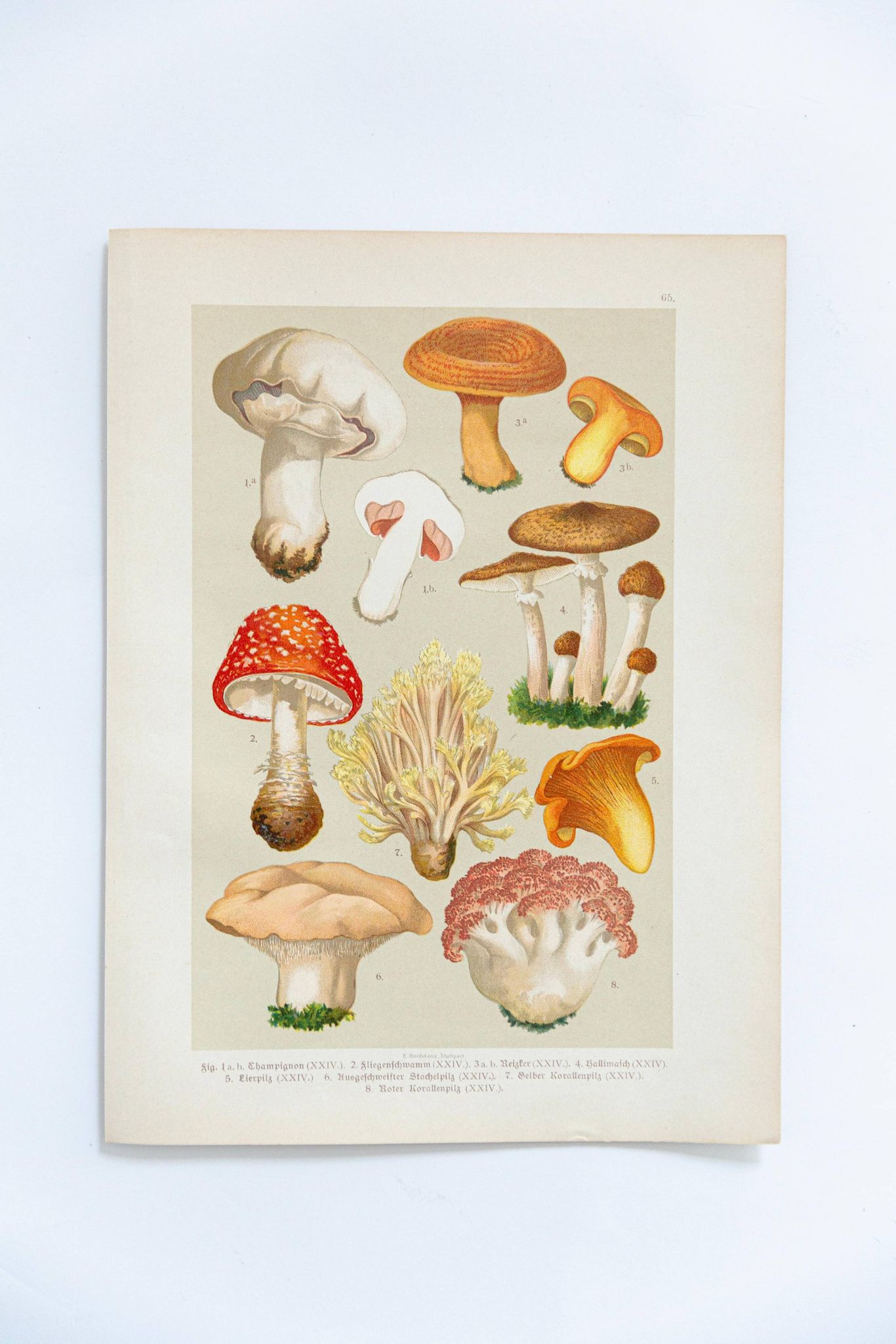 Vintage Botanical Illustration of Mushrooms, by E. Hochdanz, Stuttgart, Germany