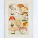 Vintage Botanical Illustration of Mushrooms, by E. Hochdanz, Stuttgart, Germany