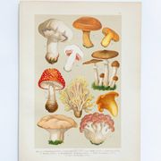 Vintage Botanical Illustration of Mushrooms, by E. Hochdanz, Stuttgart, Germany
