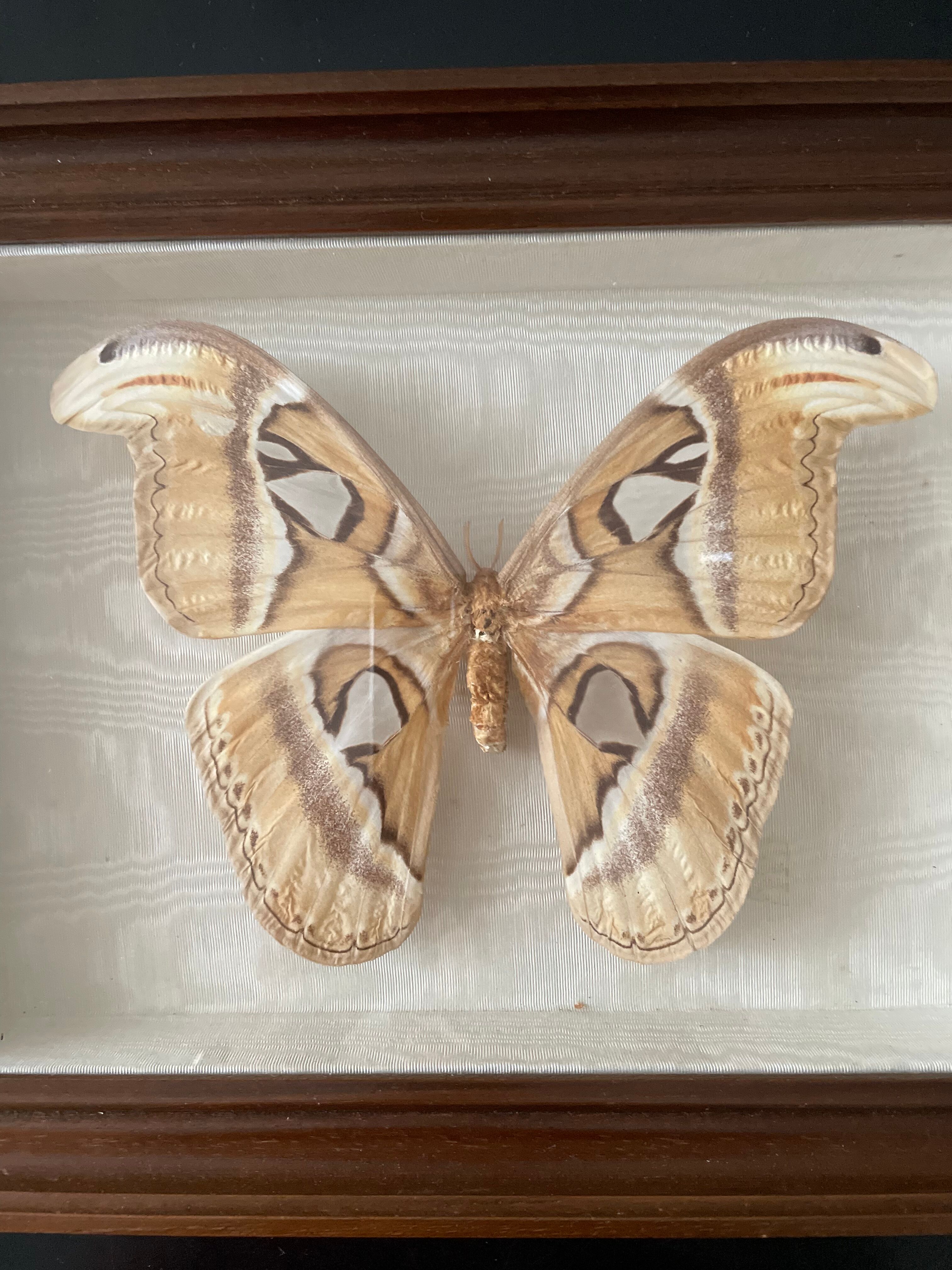 Butterfly framed Attacus Atlas