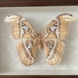 Butterfly framed Attacus Atlas