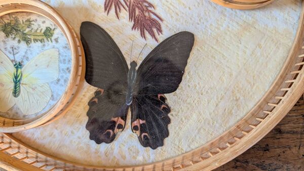 Plateau vintage bambou + 6 sous-verres papillons années 70