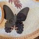 Vintage bamboo tray + 6 butterfly coasters from the 70s