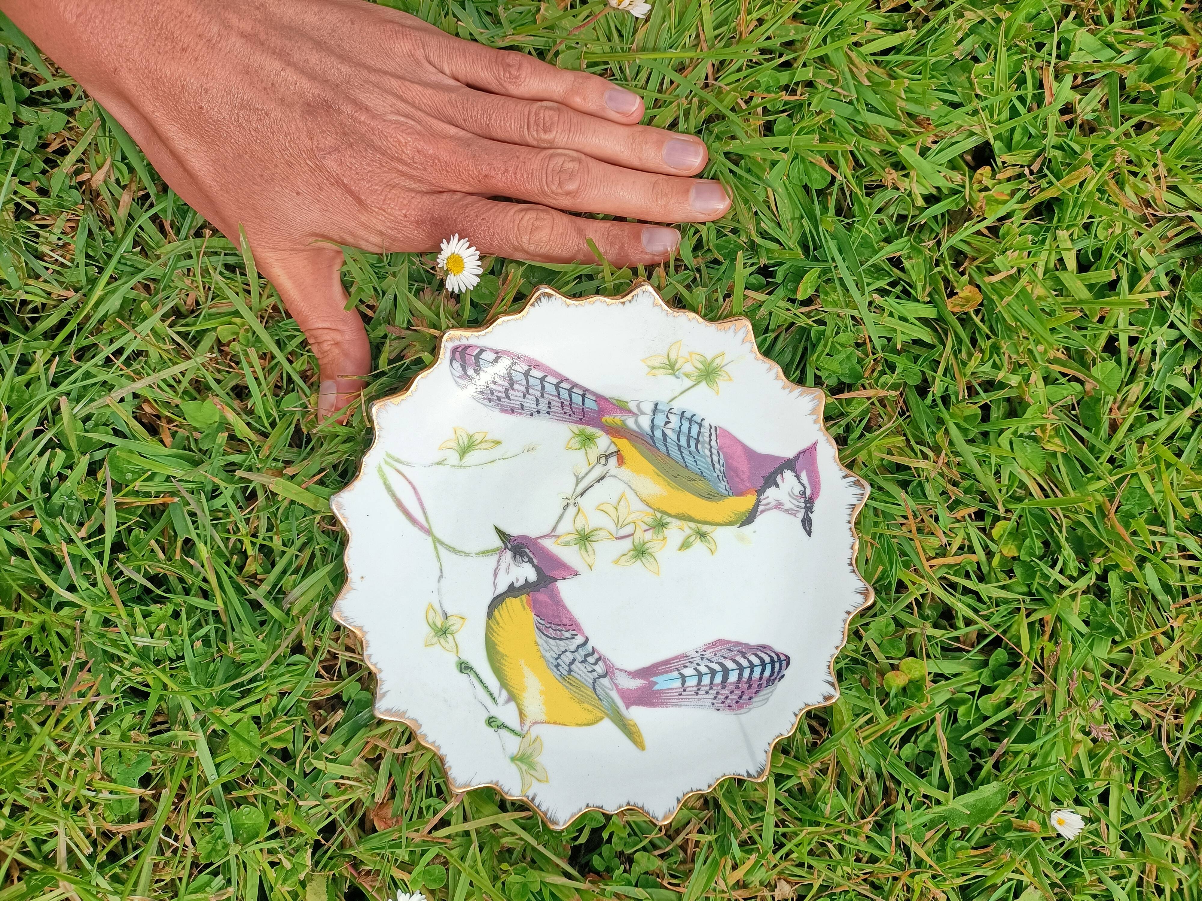 Bird Plate 🐦