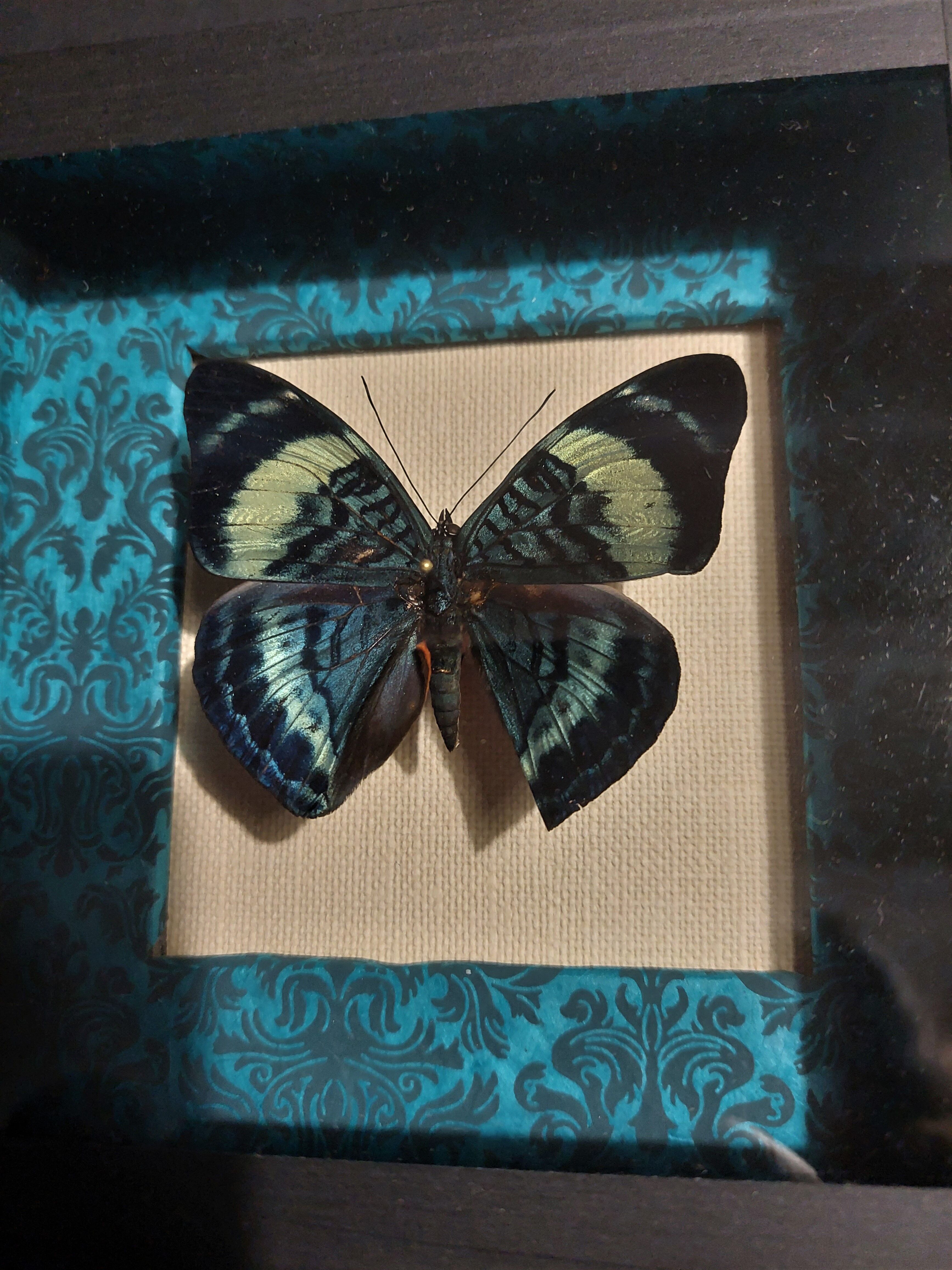 Natural history entomology butterfly frame panacea procilla