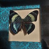 Natural history entomology butterfly frame panacea procilla