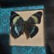 Natural history entomology butterfly frame panacea procilla