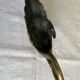 Bronze cup with green partial patina in the shape of a swan, Max le verrier