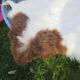 Sheepskin