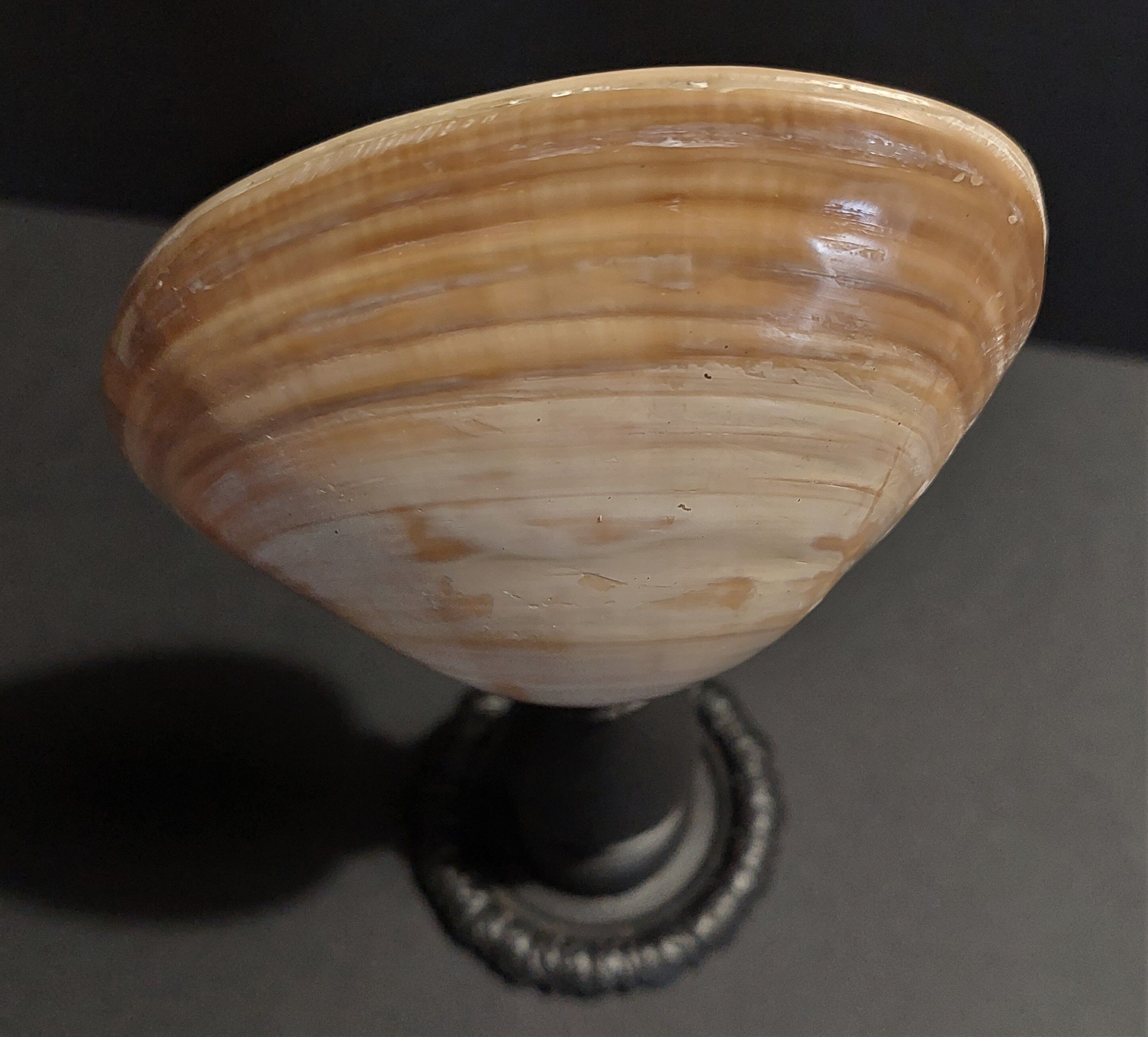 Cabinet of Curiosities shell codakia tigerina on base