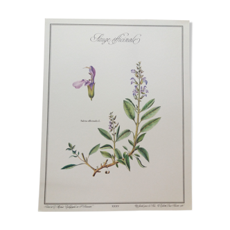 Planche botanique sauge officinale