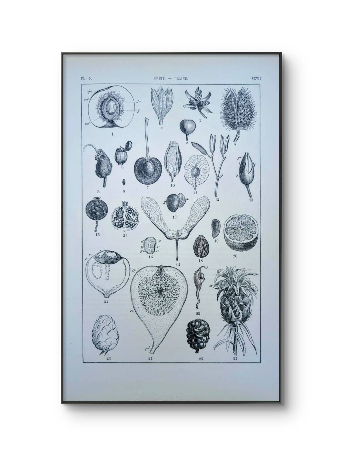 Printed in 1889, fruits and seeds. Antique botanical plate.