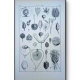 Printed in 1889, fruits and seeds. Antique botanical plate.