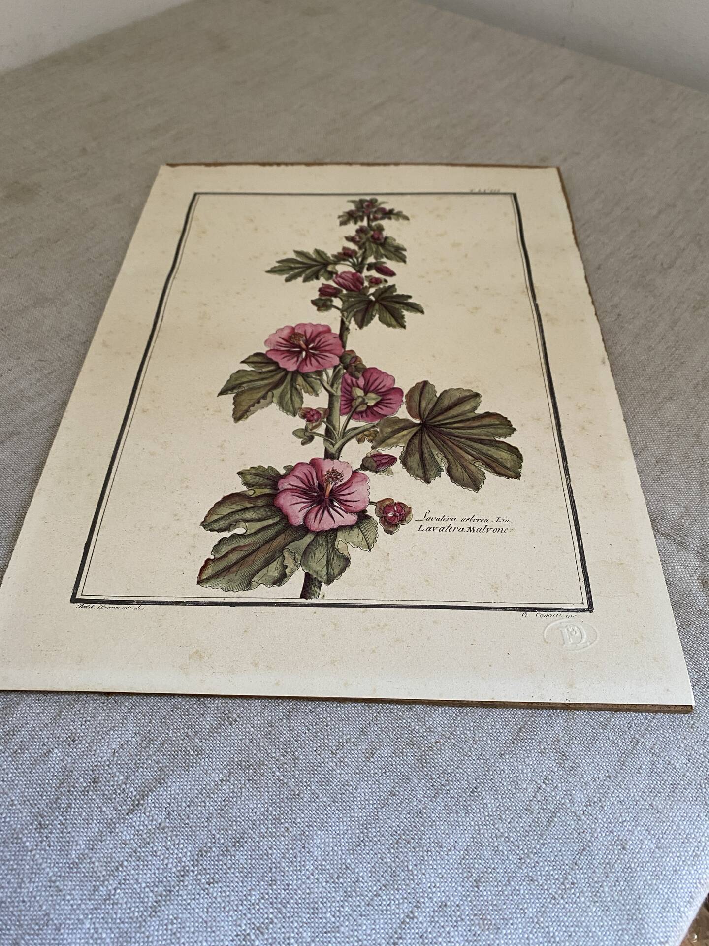 Botanical engraving of Lavatera Malvone