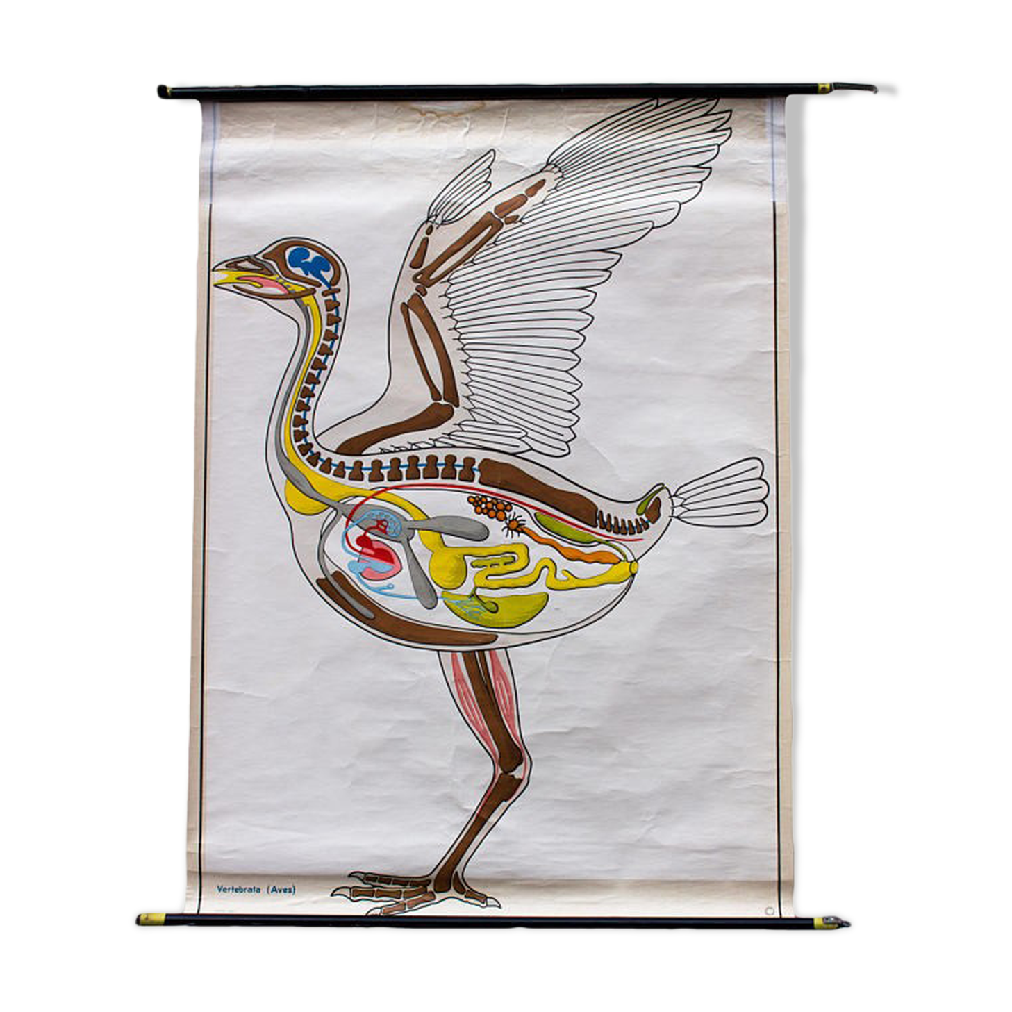 Poster plans of construction in the animal kingdom Verlag Gerhard Gamke 1967