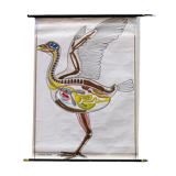 Poster plans of construction in the animal kingdom Verlag Gerhard Gamke 1967