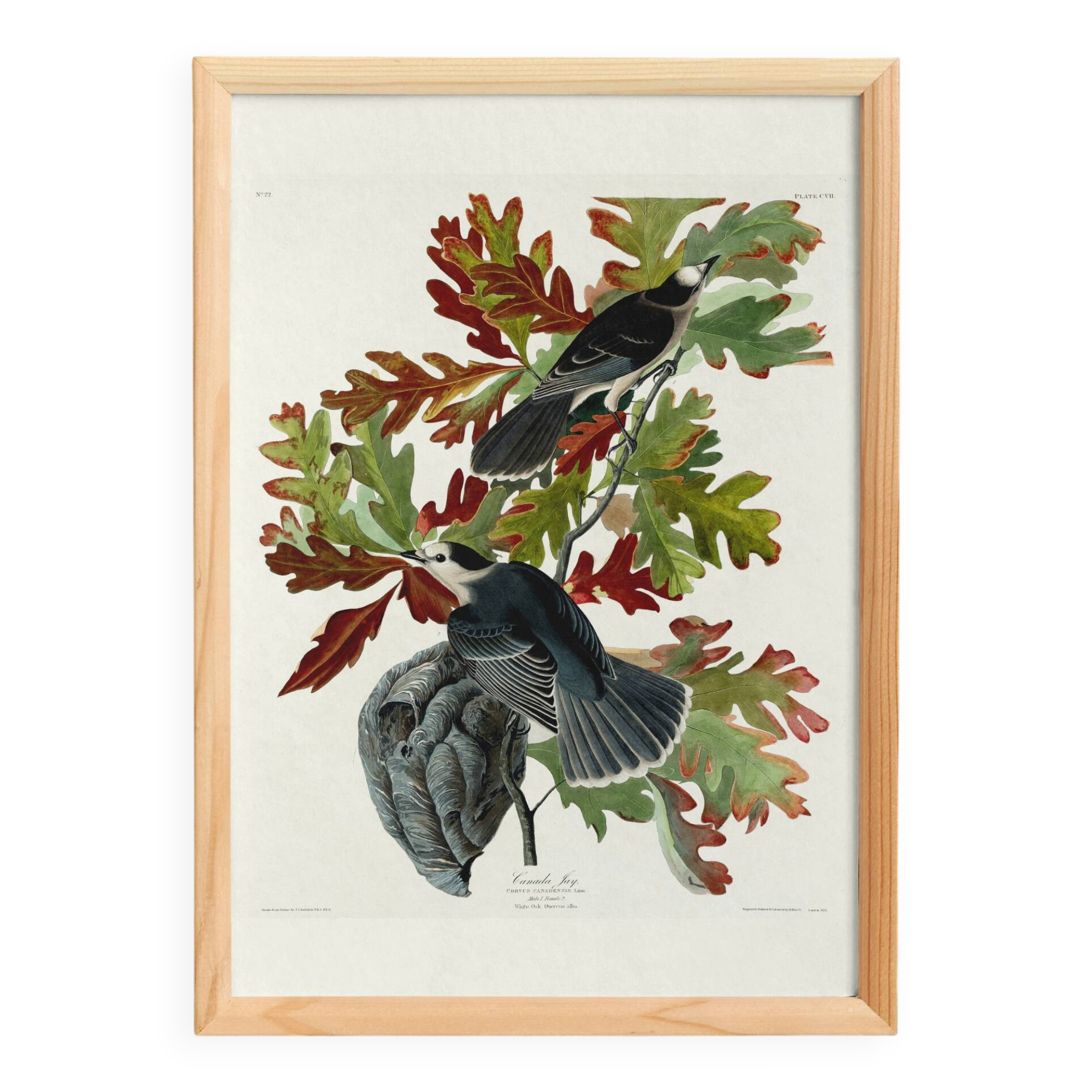 Poster about the Canada Jay, based on an old engraving from 1827.
