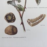 Botanical illustration of mushrooms, 1960s