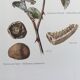 Illustration botanique champignons,  années 60