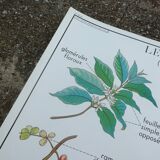 Rossignol educational poster "The coffee tree and the Cassava" vintage