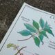 Rossignol educational poster "The coffee tree and the Cassava" vintage