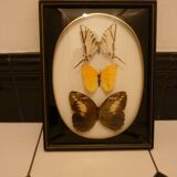 Brazil  butterflies framework of the 80s