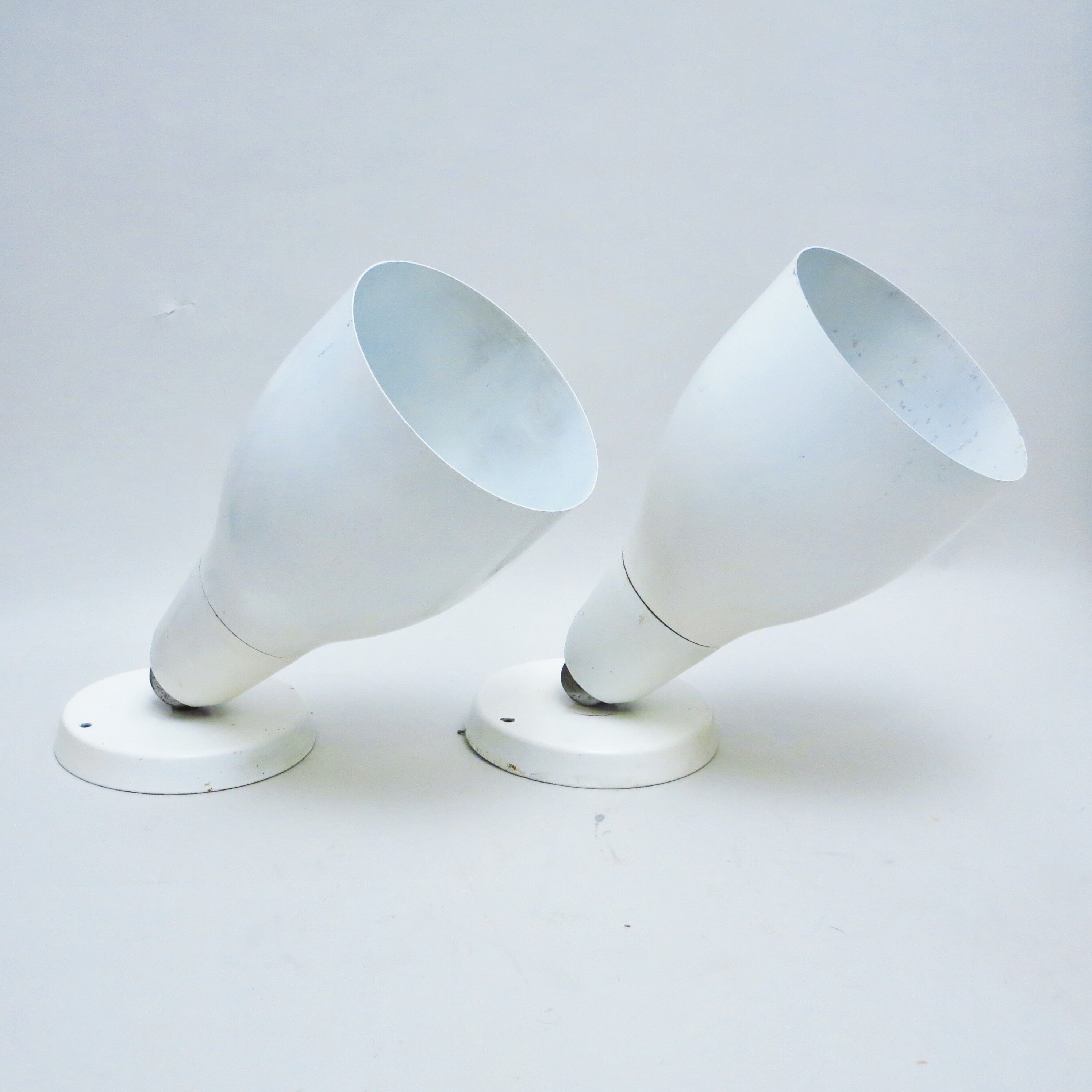 Pair of great white spots Lita