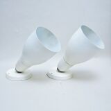 Pair of great white spots Lita