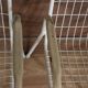 Série de 4 fauteuils EMU modèle Rio 1960