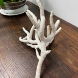 Branche de corail blanc