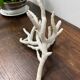 White coral branch