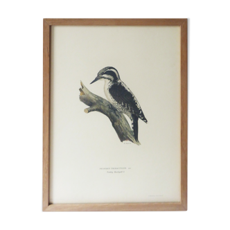 Natural History Color Lithograph Pic tridactyl 1929