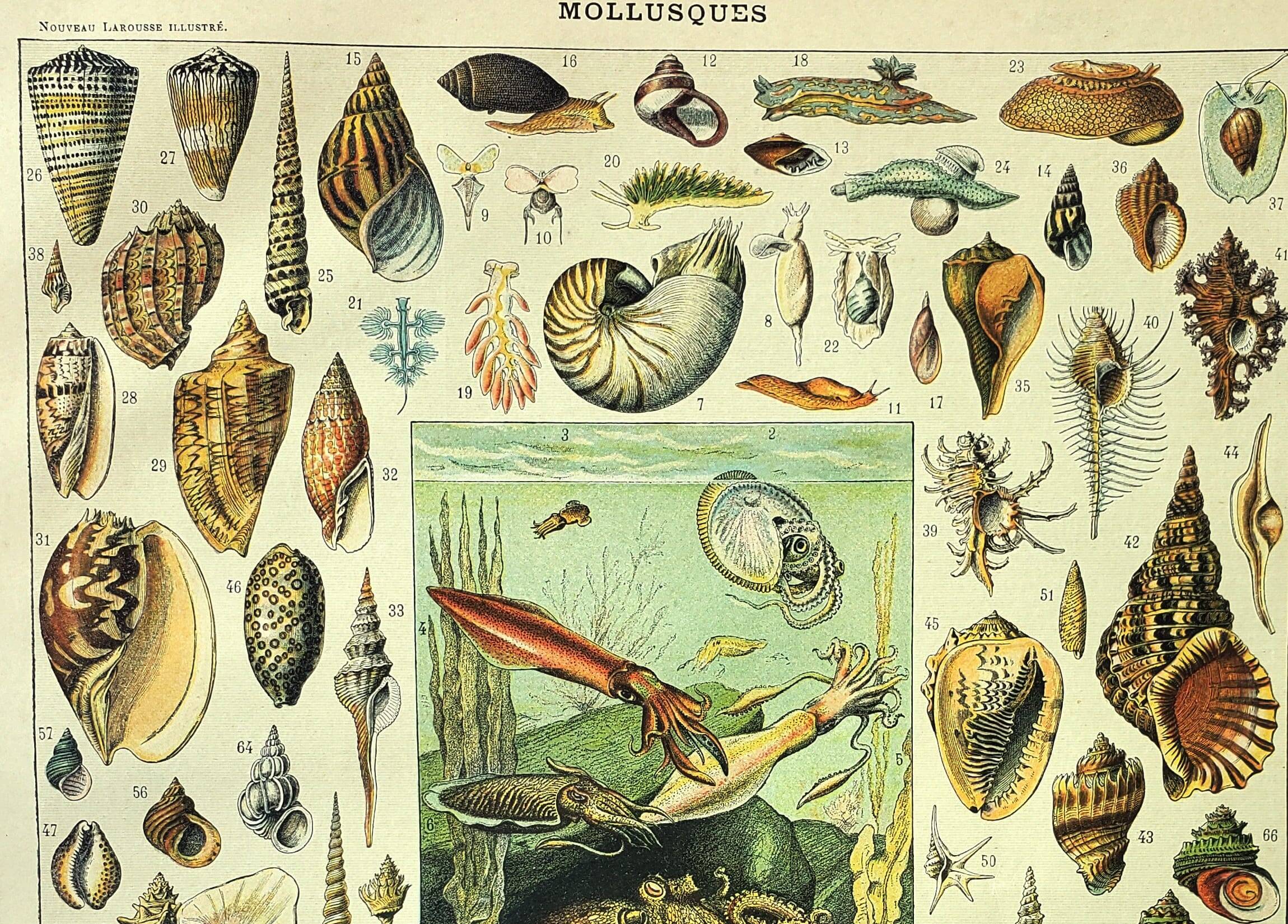 Antique engraving 1897 A. Millot - Mollusc, shellfish, fish