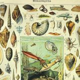 Gravure ancienne 1897 A. Millot - Mollusque, coquillage, poisson