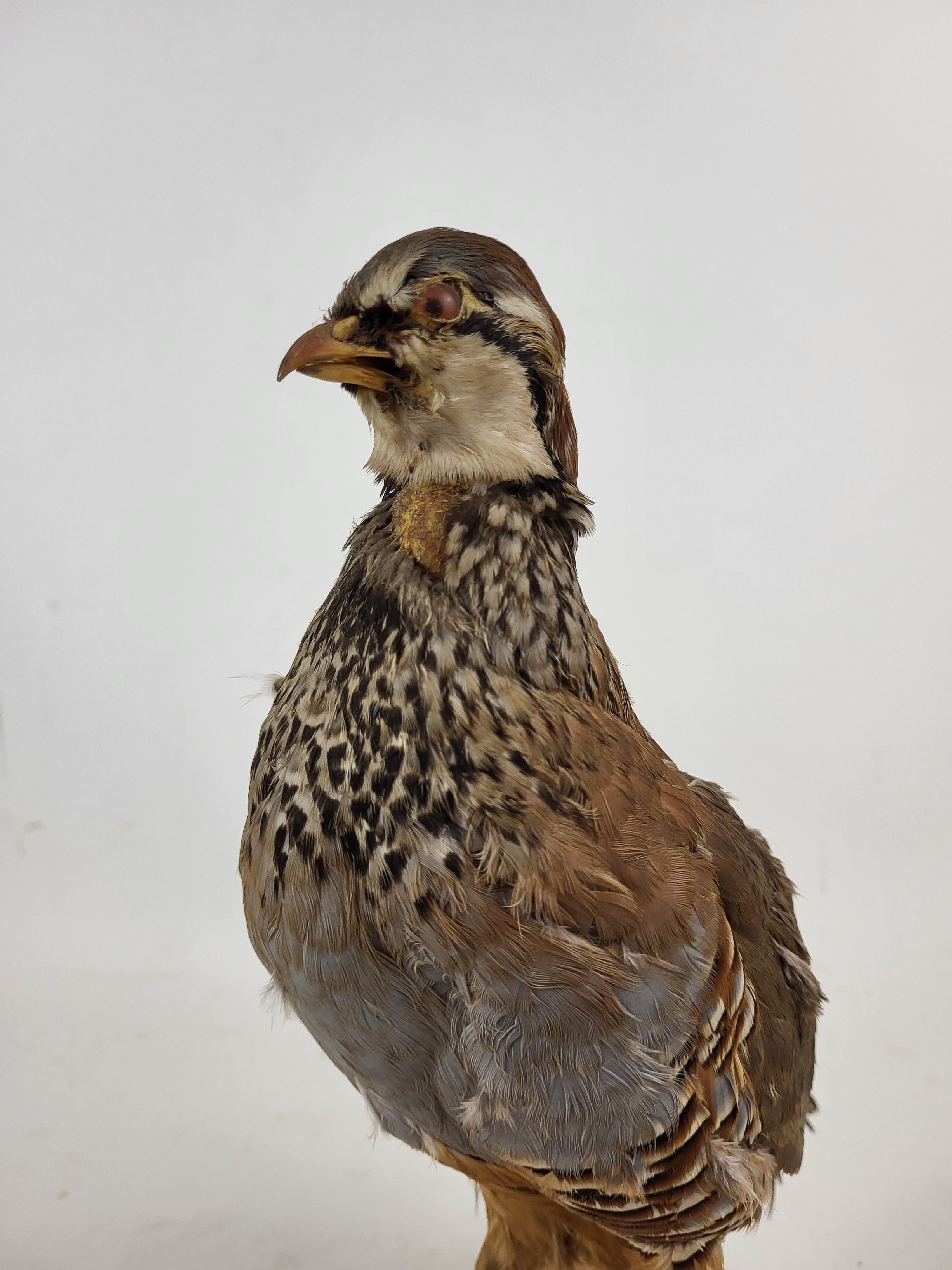 Stuffed partridge bird stuffed stuffed taxidermy