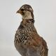 Oiseau perdrix empaillé naturalisé taxidermie