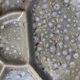 Set of 6 ceramic plates compartmentalized