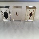 Insects under inclusion of resin