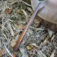 Vintage copper watering can