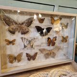 Entomology box butterflies