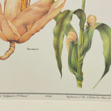 Botanical plate – Louis Pariente, 1986