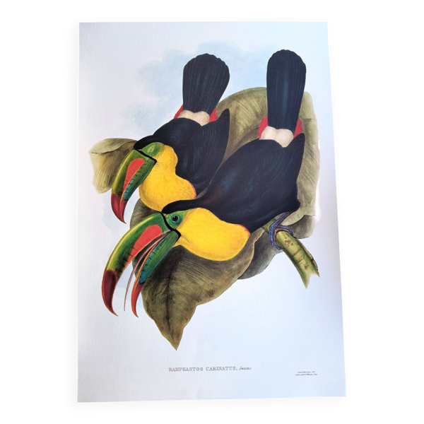 Illustration vintage. Toucan à Carène de J. Gould – 33x49cm. Planche oiseau — Beyit