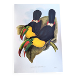 Vintage illustration. Keel-billed Toucan by J. Gould – 33x49cm. Bird print