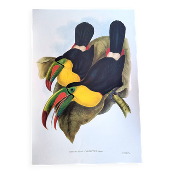 Vintage illustration. Keel-billed Toucan by J. Gould – 33x49cm. Bird print